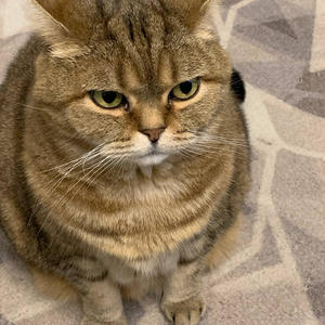 Братья меньшие