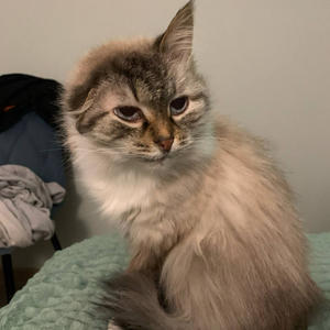 Братья меньшие