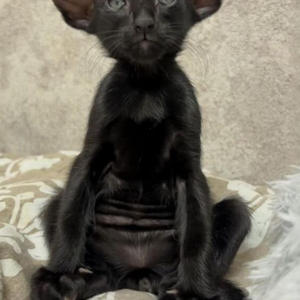 Братья меньшие