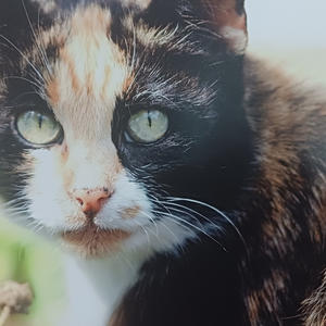 В Осташковском музее открылась кошачья выставка и сбор корма для бездомных животных