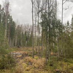 В Осташковском округе силовики пресекли вырубку леса на 12 миллионов рублей