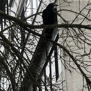 Братья меньшие