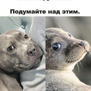 Братья меньшие