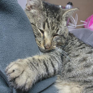 Братья меньшие