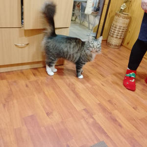 Братья меньшие