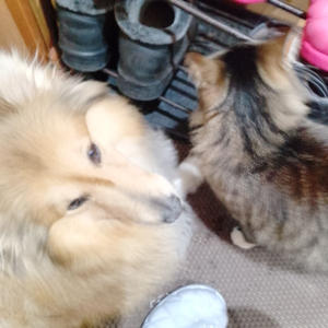 Братья меньшие