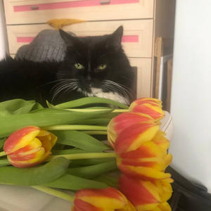 Братья меньшие