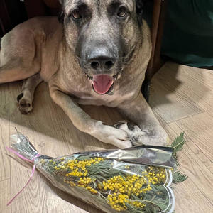 Братья меньшие