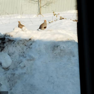 Братья меньшие