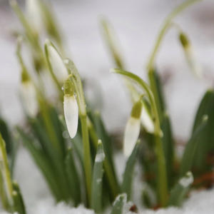 Подснежники сквозь снег — первое дыхание весны