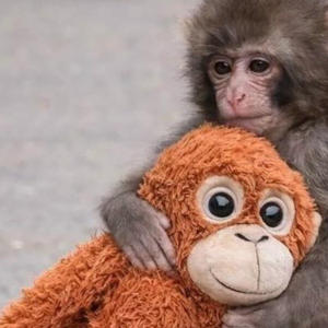 Братья меньшие