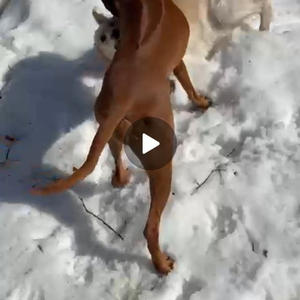 Братья меньшие