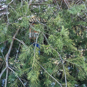 Братья меньшие