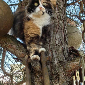 Братья меньшие