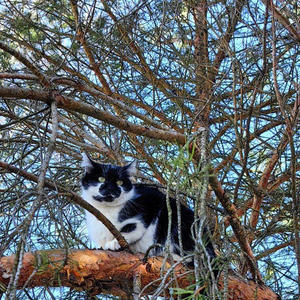 Братья меньшие