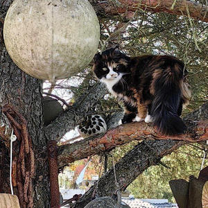 Братья меньшие