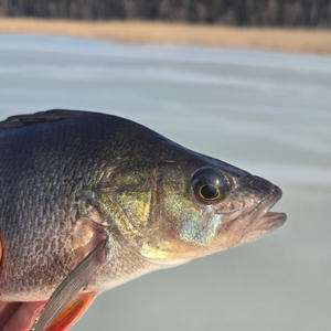 Зимний улов: окунь на фоне льда