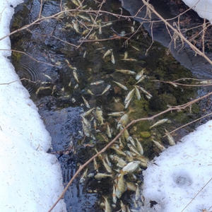 На острове Городомля произошёл замор рыбы