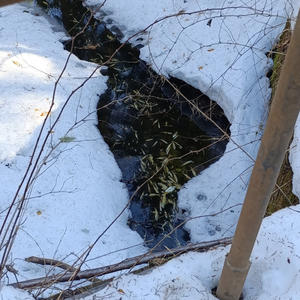 На острове Городомля произошёл замор рыбы