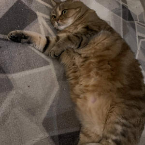 Братья меньшие