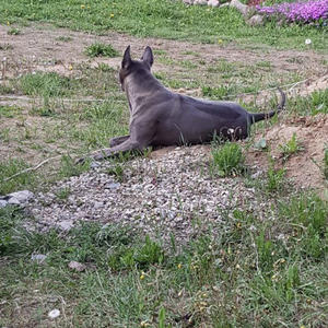 Братья меньшие