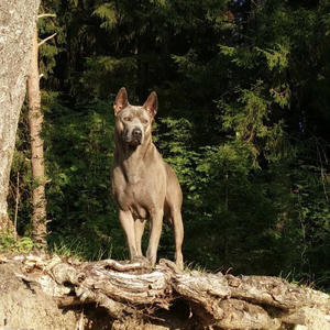 Братья меньшие