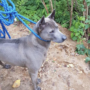 Братья меньшие