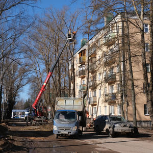 В Осташкове спилили 82 аварийных дерева на Рабочей и Ленинском проспекте