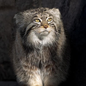 Братья меньшие