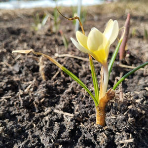 Дача и грядки