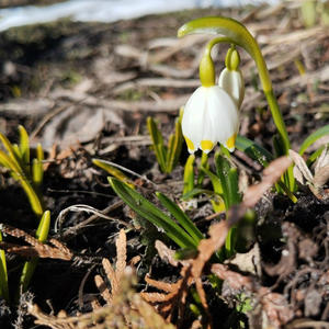 Дача и грядки