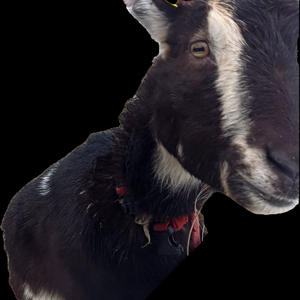 Всякое разное