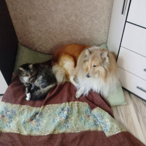 Братья меньшие