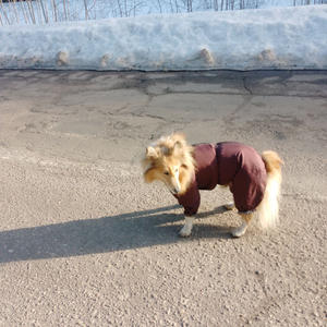 Братья меньшие