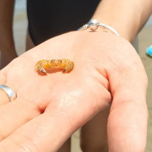 Вкуснотень