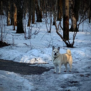 Братья меньшие