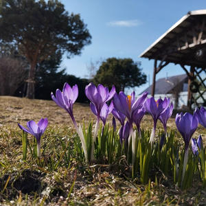 Дача и грядки