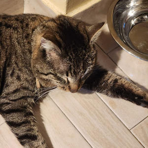 Братья меньшие