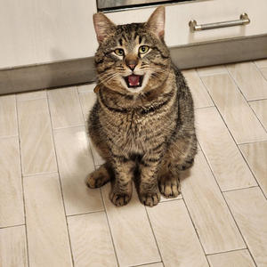 Братья меньшие