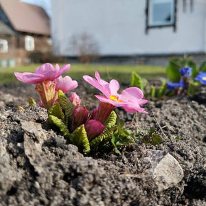 Дача и грядки