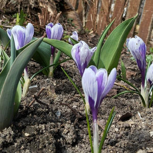 Дача и грядки