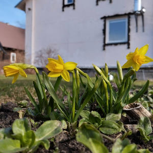 Дача и грядки