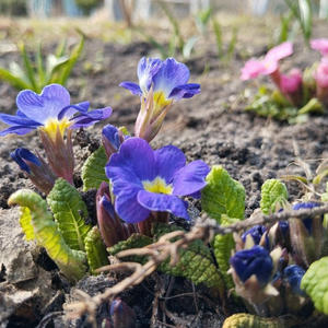 Дача и грядки