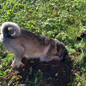 Братья меньшие