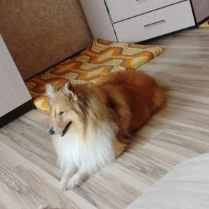 Братья меньшие