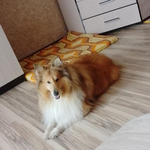 Братья меньшие