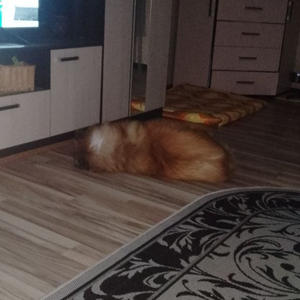 Братья меньшие