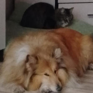 Братья меньшие