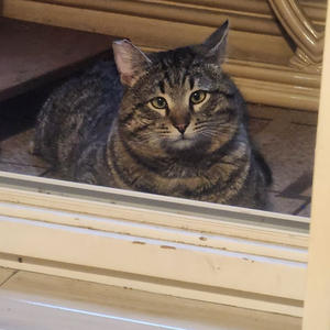 Братья меньшие