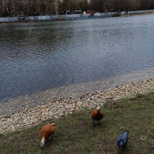 Братья меньшие